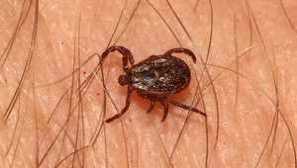 Собственост на кърлежите: как да лекуваме и неговите симптоми